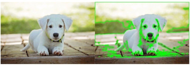 Слева - входное изображение с белым щенком и множеством других краев и цветов фона. Справа - наложены результаты определения контура. Наблюдайте, как контуры не завершены, и обнаружение множественных или неправильных контуров из-за беспорядка на заднем плане